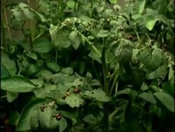 Time lapse Colorado Beetles (Leptinotarsa decemlineata) feeding on potato crop (Solanum tuberosum), UK Stock Footage