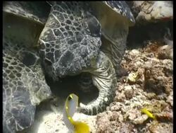 CU Green Turtle pair mating on reef, rear view, Sipadan, Borneo, Malaysia Stock Footage