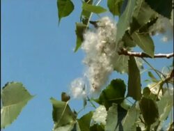 CU Fluffy Cottonwood Tree Seeds dispersing on breeze, USA Stock Footage