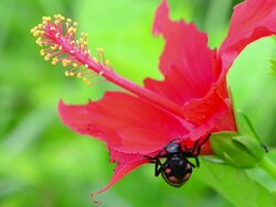 Beetle eating red flower Stock Footage