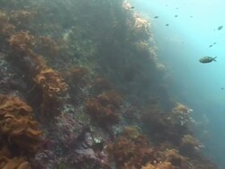Kelp forests (order Laminariales), pan around, New Zealand, Poor Knights, New Zealand Stock Footage