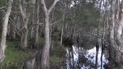 Backwater with Trees and Grasses at Reservoire Stock Footage