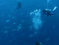 Big school of trevally swim pass divers Stock Footage