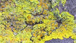 Xanthoria parietina Stock Footage