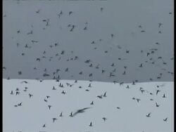 Aerial view of flock of cape petrels flying over icy landscape, Antarctica Stock Footage