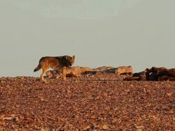 grey wolf (Canis lupus) near carcass Stock Footage
