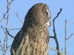 CU Sleeping polar bear cub snuggling against adult polar bear / Wapusk National Park, Manitoba, Canada Stock Footage