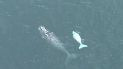 CLEAN : Climate change threatens whales migratory routes News Clip