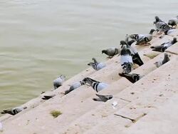 MS Birds feeding at ghat near Ganges River / Varanasi, Uttar Pradesh, India Stock Footage