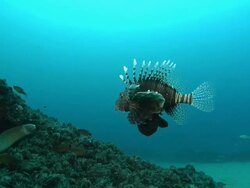 MS POV Shot of Lionfish swimming towards rock covering with coral and molluscs with geometic moray eel visible in crevice / Matola, Maputo, Mozambique Stock Footage