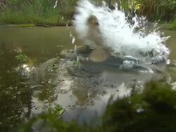 Crocodile lunge Stock Footage