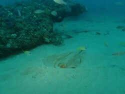 MS POV Shot of Blue spotted ribbon tail foraging in seabed / Matola, Maputo, Mozambique Stock Footage