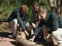 Princes William and Harry meet a cheetah News Clip