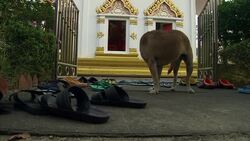 Wat Yan Yao temple in Thailand News Clip