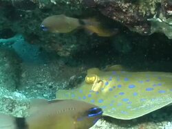 CU Blue spotted ribbon tail lying and hiding on sea floor under ledge observing / Matola, Maputo, Mozambique Stock Footage