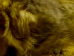 tibetan mastiff dog Stock Footage