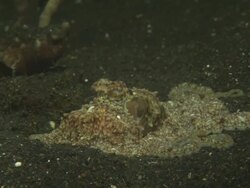 Octopus, sitting on sea bed bottom, Indonesia  Stock Footage