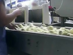 CLEAN: Egg Hatchery killing practices revealed News Clip