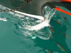 Dolphins escorted ship Stock Footage