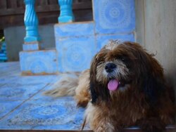 Dogs are tired Stock Footage