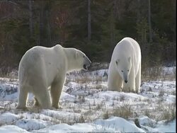 Polar bears (Ursus maritimus) approaching each other, near Churchill, Manitoba, Canada Stock Footage