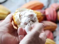 CU Shot of man cracks open cocoa pod and taking cocoa beans out of it / kauai, hawaii, united states Stock Footage