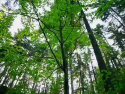 HD Tree tops in spring forest (dolly shot) Stock Footage
