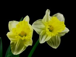 Yellow and white daffodil blooming Stock Footage