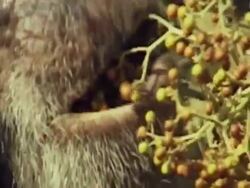 E ZO, Chimpanzee (Pan troglodytes) eating fruits, Gombe Stream National Park, Tanzania, ECU Stock Footage