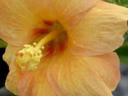 Relaxing Video of an Hibiscus Flower Stock Footage