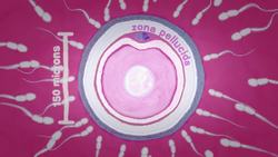 TED-Ed: How to make a baby (in a lab) - Nassim Assefi and Brian A. Levine Instructional Video