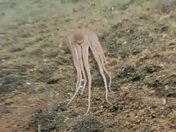 Brown mimic (Octopus sp.), a long-armed octopus. Filmed in the Lembeh Strait, Sulawesi, Indonesia Stock Footage