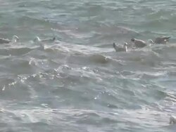 Seagulls on waving water - HD 30F Stock Footage