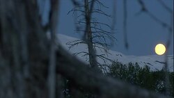 A full moon glows above a snowy forest ridge. Stock Footage