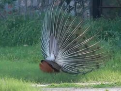 Peacock. Stock Footage