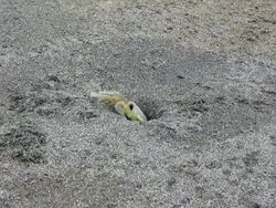 Crab Out of the Sand (PAL) Stock Footage