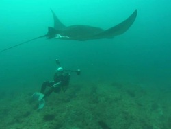 Manta, diver takes photo I.D, Mozambique  Stock Footage