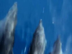 Dolphin's swimming. Stock Footage