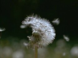 Dandelion Seed Head, Taraxacum officinale, wind dispersal parachute like, seeds blown into air, England, UK Stock Footage