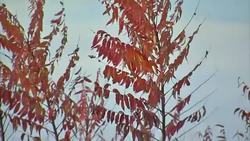 Pittsburgh City Skyline & Duquesne Incline News Clip