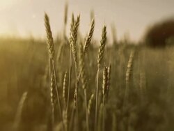 Field of wheat Stock Footage