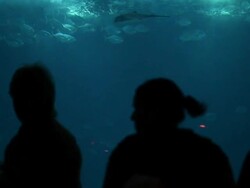 Family and people admire fishes in aquarium Stock Footage