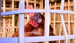 Chicken eggs eating food in farm Stock Footage