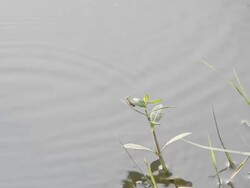 Orange dragonfly. Stock Footage