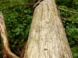 Ants at work in the undergrowth Stock Footage