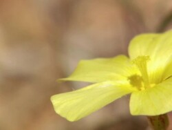 CU Shot of Single yellow-eyed sorrel flower / Namaqualand, Northern Cape, South Africa Stock Footage