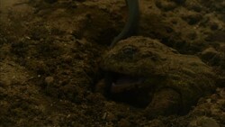 A frog hides in dirt and strikes at a snake with its sticky tongue. Stock Footage