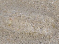 Breathing on the beach Stock Footage