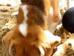 Dog Digging on the beach Stock Footage