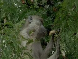 CU Baboon eating in tree Tanzania Stock Footage